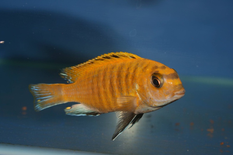 Tropheops sp. 'red fin' Hai Reef